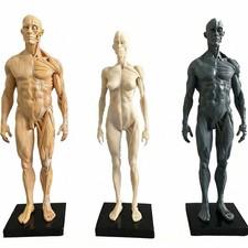 30cm Human Anatomical Anatomy