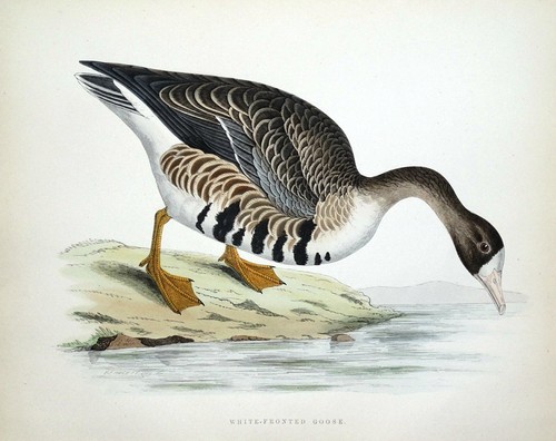 White fronted goose beverley - white,