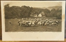 UK Postcard EVENING MEAL