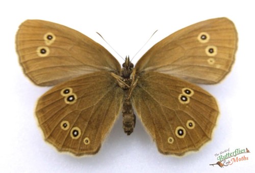 Ringlet butterfly aphantopus - ringlet,
