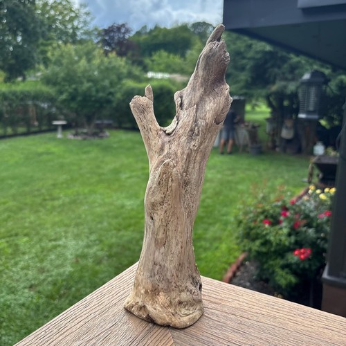 Small tree shaped driftwood - tree,