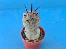 TEPHROCACTUS GEOMETRICUS 3CM CACTUS PLANT