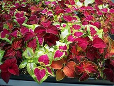 COLEUS RAINBOW MIX 800 FINEST