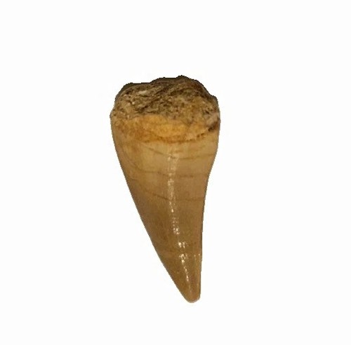 Genuine mosasaur tooth - tooth, fossil