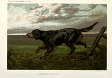 Gordon Setter Dog Poster -