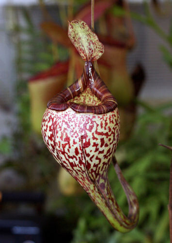 Seeds nepenthes vogelii - seeds, of
