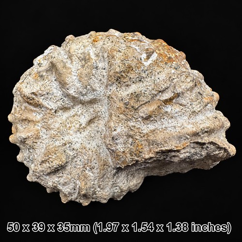 Calycoceras fossil chalk