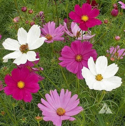 Cosmos sensation mix - ,,