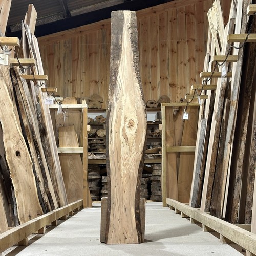 Spalted beech plank - beech,