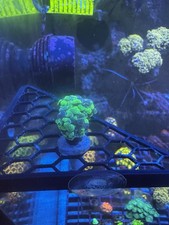 1+ Head Splatter Hammer Coral