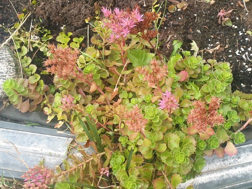 Rooted sedum dragon s - rooted, dragon’s