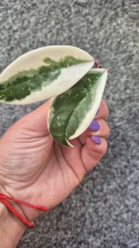 Hoya carnosa pink - hoya, flamingo