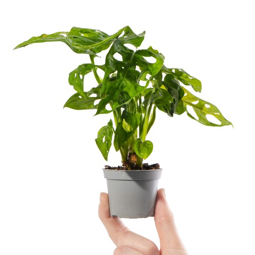 Baby monstera obliqua - baby,