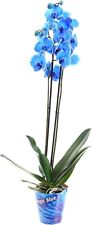 Phalaenopsis Double Stemmed Blue Orchid 12cm Pot - 40-55cm exc pot (Live Plants)
