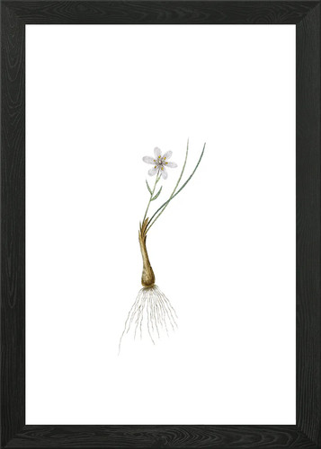 Vintage snowdon lily framed - vintage,
