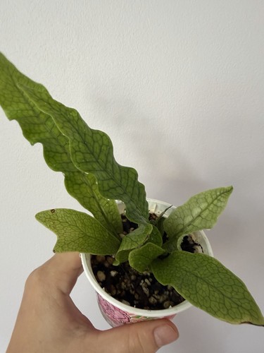 Crocodile fern microsorum - crocodile,