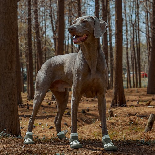 4pcs anti slip dog boots - 4pcs,