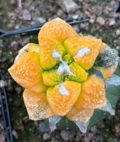 Live house plant - plant, ariocarpus