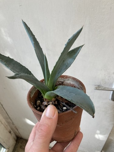 Agave americana 8cm - americana, in
