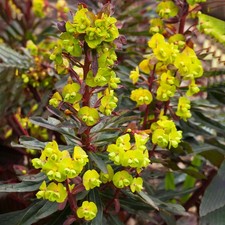 Euphorbia Pupurea Wood Spurge