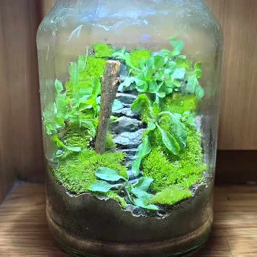 Glass jar terrarium - terrarium, with