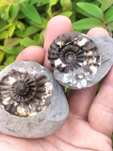 Androgynoceras maculatum pos - androgynoceras,
