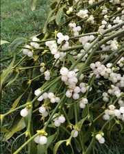 Fresh mistletoe berries - 50,