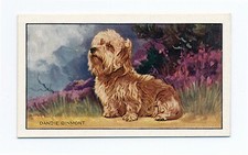 DANDIE DINMONT TERRIER