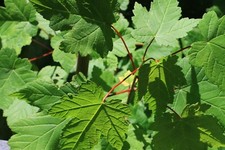 SYCAMORE TREE SAPLING 2 FOR