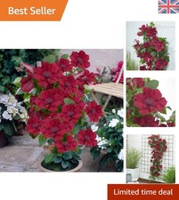 Prolific Red Clematis