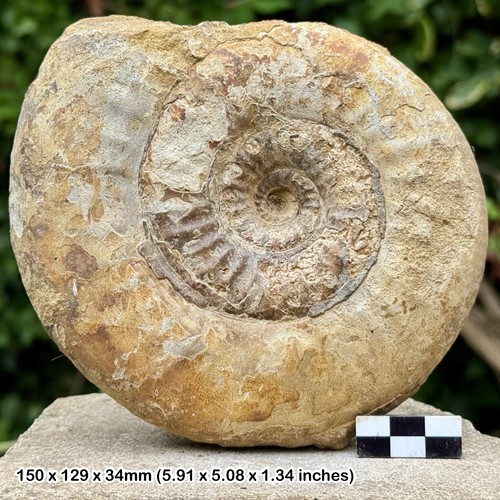 Rare fossil ammonite - rare,