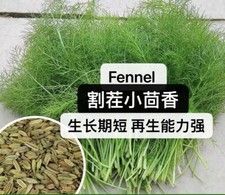 400+ Fennel Seeds Herb Seeds