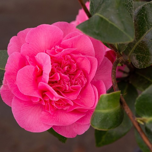 Camellia debbie litre pot - debbie|,