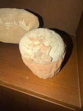 HADROSAUR EGG