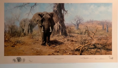 The land - land, baobab
