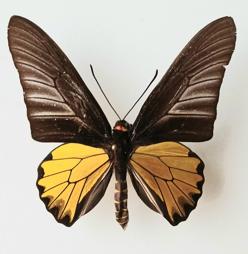 Troides rhadamantus butterfly - rhadamantus,