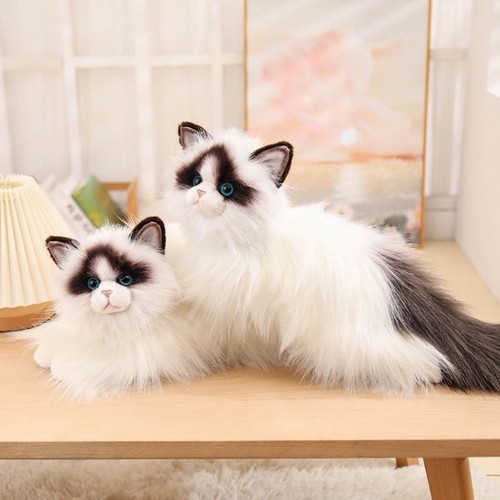 Long hair ragdoll cat - long,