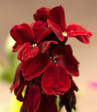 3x Erysimum Blood Red Highly