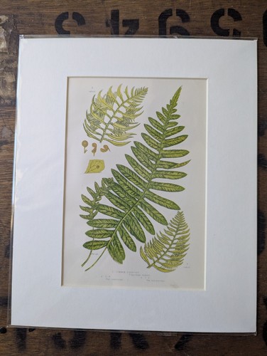 Antique 1870s anne pratt - antique, fern