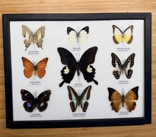 (9 Butterflies Framed -