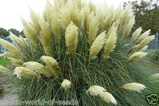 PAMPAS GRASS SEEDS/ CORTADERIA