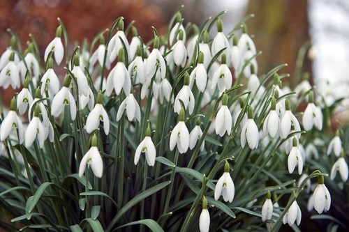 Galanthus woronowii bulbs - galanthus,
