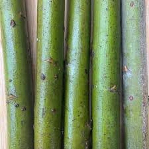 Salix tora superfast - 'tora',
