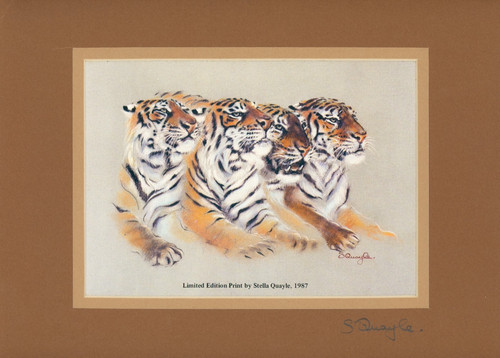 Stella quayle signed limited - quayle,