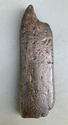 Fossilised whale bone with - fossilised,