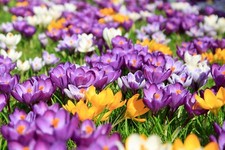 50 x Mixed Crocus Bulbs Large Spring Flowering Easy To Grow Garden Flower Plants