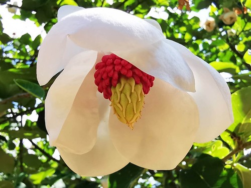 Magnolia sieboldii chinese - magnolia,