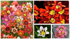 100 x SPARAXIS Mixed -