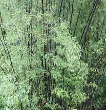 Black Bamboo Cane Plant Phyllostachys Nigra 20-30cm Garden Outdoor 2L Pot