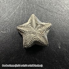 Crinoid star fossil - tidmoor
